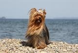 YORKSHIRE TERRIER 306